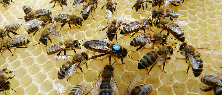 Eine Bienenkönigin (mit blauen Aufkleber markiert) im lockeren Hofstaat.
