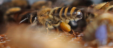 Eine Biene mit Pollenhöschen sitzt am Fluglocheingang vor dem Lochgitter der Pollenfalle. Beim Durchqueren des Gitters wird sie die Pollenhöschen abstreifen. Diese fallen in die Schublade der Pollenfalle.