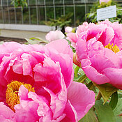 Pfingstrosen vor den Schaugewächshäusern des Botanischen Gartens. 