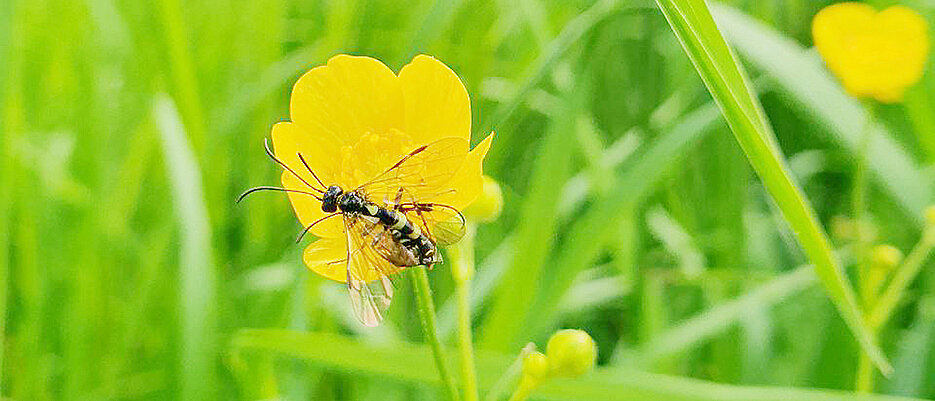 In homogenen Lebensräumen wie Äckern lassen sich Insektengemeinschaften schneller vollständig erfassen als in vielfältigen, naturnahen Lebensräumen. 