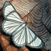 Eine wahrscheinlich unbeschriebene Mottenart (Perigramma sp. aus der Familie der Geometridae), welche vom Amazonas-Tiefland bis in mittleren Höhenlagen in den östlichen Anden zu finden ist.
