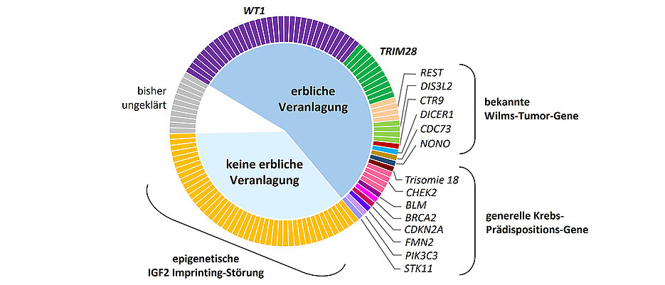 Wo im Erbgut liegen die Auslöser sogenannter Wilms-Tumoren bei Kindern? Dieser Frage ist ein Forschungsteam unter Würzburger Leitung nachgegangen. Die Grafik zeigt das Ergebnis: die Verteilung der genetischen und epigenetischen Wilms-Tumor-Prädisposition bei 129 untersuchten Kindern. 