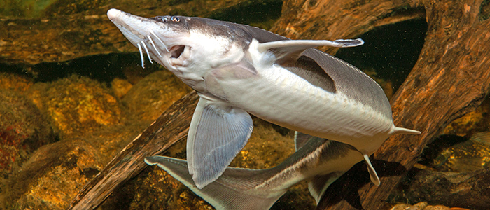 Erbgut des Störs entschlüsselt Fakultät für Humanwissenschaften